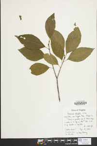 Rhamnus alnifolia image