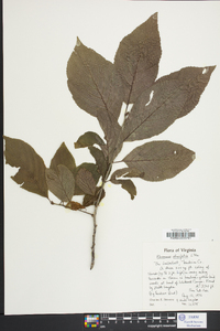 Rhamnus alnifolia image