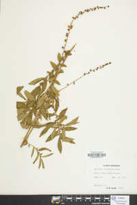 Agrimonia parviflora image