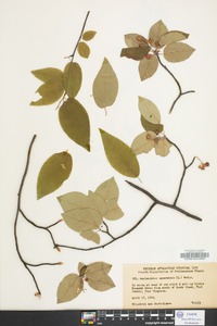 Amelanchier canadensis image