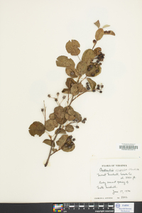 Amelanchier sanguinea image