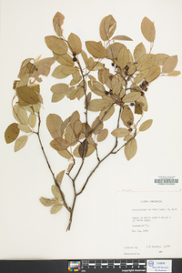 Amelanchier spicata image