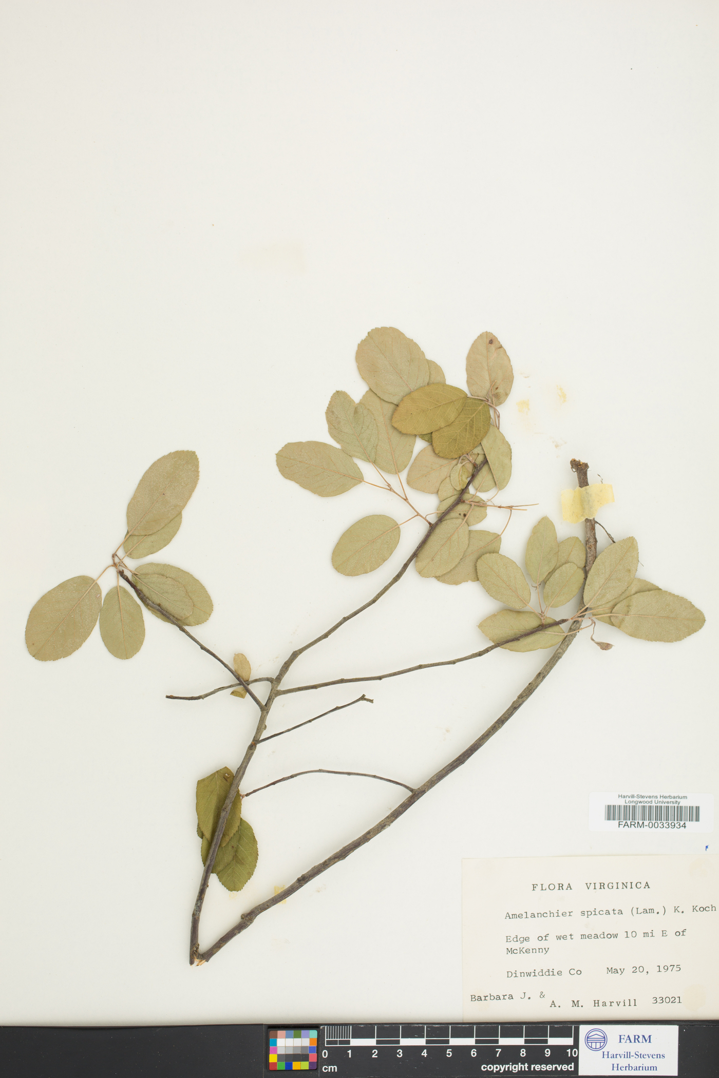 Amelanchier spicata image