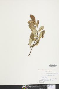 Aronia melanocarpa image