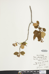 Aronia melanocarpa image