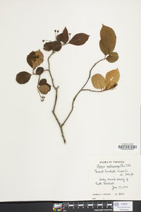 Aronia melanocarpa image