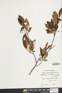 Aronia melanocarpa image