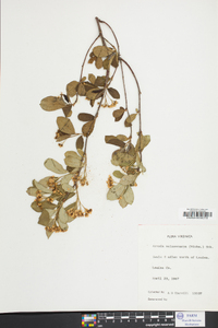 Aronia melanocarpa image