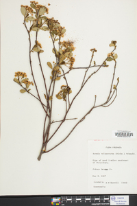 Aronia melanocarpa image