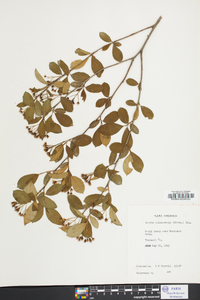 Aronia melanocarpa image