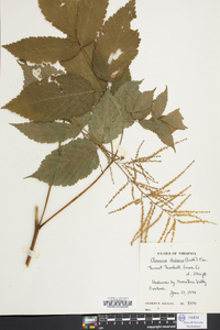 Aruncus dioicus image