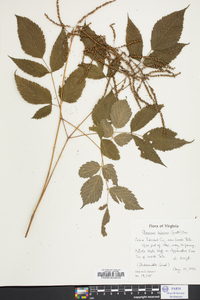 Aruncus dioicus image