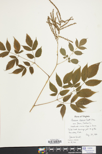 Aruncus dioicus image