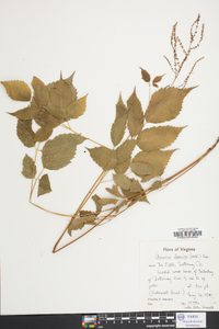 Aruncus dioicus image