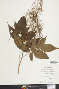 Aruncus dioicus image