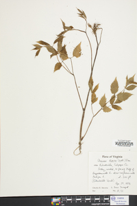 Aruncus dioicus image