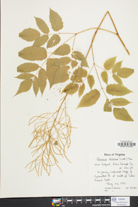 Aruncus dioicus image