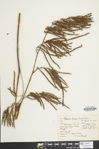 Aruncus dioicus image