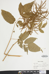 Aruncus dioicus image