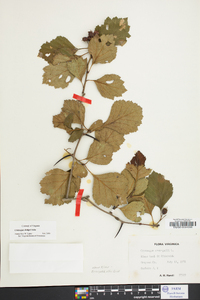 Crataegus dodgei image