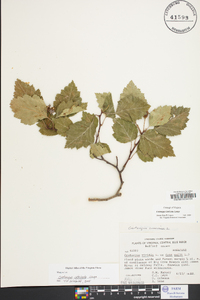 Crataegus intricata image