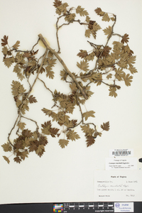 Crataegus marshallii image