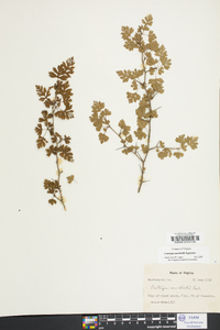 Crataegus marshallii image