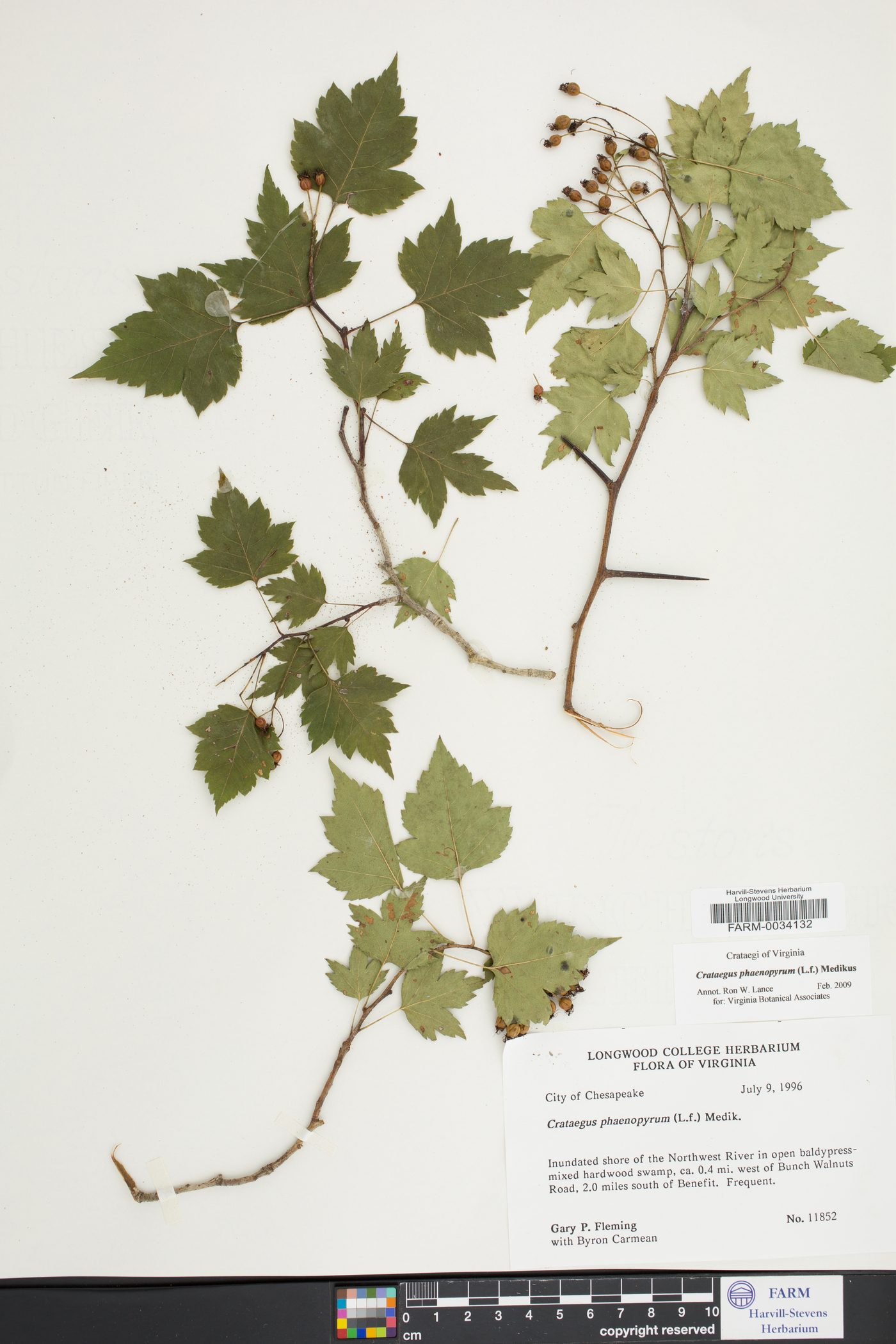 Crataegus phaenopyrum image