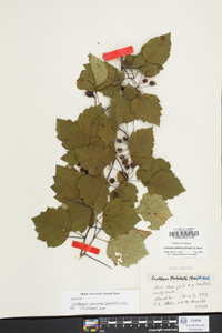 Crataegus pruinosa image