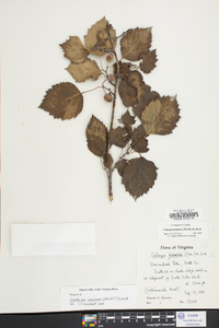 Crataegus pruinosa image