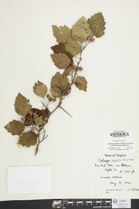 Crataegus pruinosa image