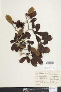 Crataegus punctata image