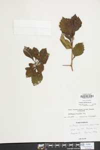 Crataegus punctata image