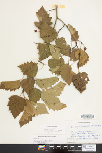 Crataegus schuettei image