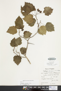 Crataegus schuettei image