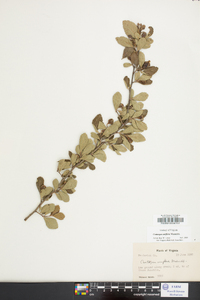 Crataegus uniflora image