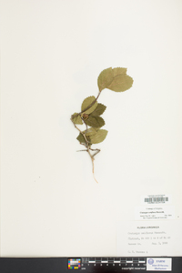 Crataegus uniflora image