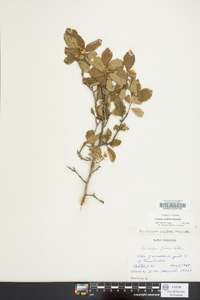 Crataegus uniflora image