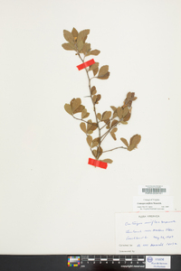 Crataegus uniflora image