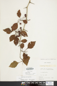 Crataegus viridis image