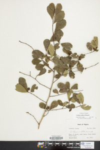 Crataegus uniflora image