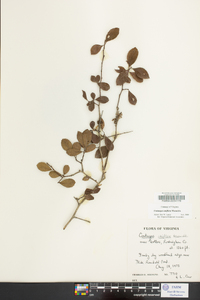 Crataegus uniflora image