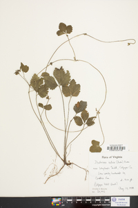 Potentilla indica image