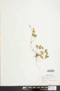 Potentilla indica image