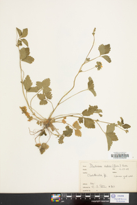 Potentilla indica image