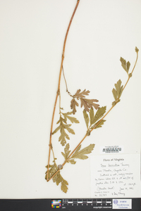 Geum laciniatum image