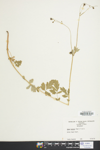 Geum vernum image