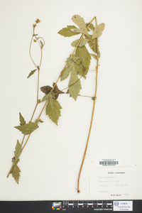 Geum virginianum image