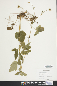 Geum virginianum image