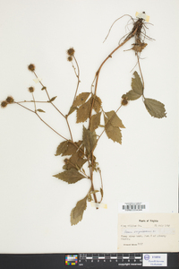 Geum virginianum image